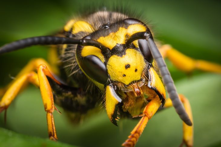 Ondanks de grote ogen zien wespen niet scherp Afbeelding